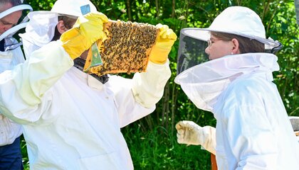 Die Imkerei erfreut sich zunehmender Beliebtheit. Sie verbindet Naturschutz, ein spannendes Hobby und eine köstliche Ernte | © djd/Deutscher Imkerbund (D.I.B)/Knut Gärtner