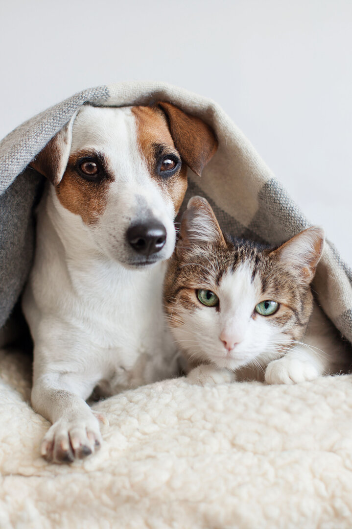 Wenn Vierbeiner sich gestresst fühlen, ziehen sie sich oft stärker zurück | © djd/HeelVet/Gladskikh Tatiana/Shutterstock