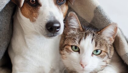 Wenn Vierbeiner sich gestresst fühlen, ziehen sie sich oft stärker zurück | © djd/HeelVet/Gladskikh Tatiana/Shutterstock