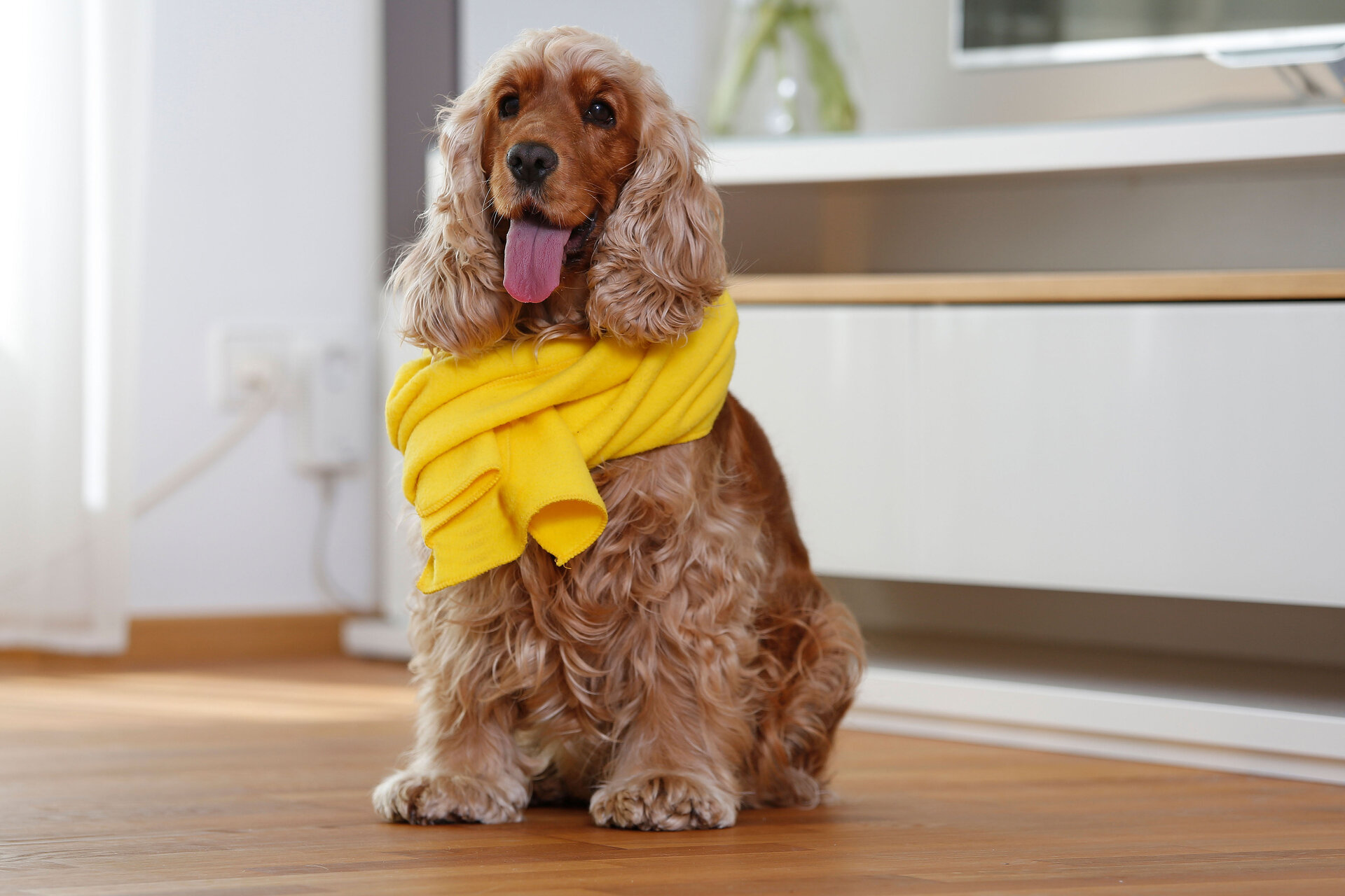 Nach einem Ausflug bei Regen oder gar Schnee sollte die Fellnase gut abgetrocknet werden
