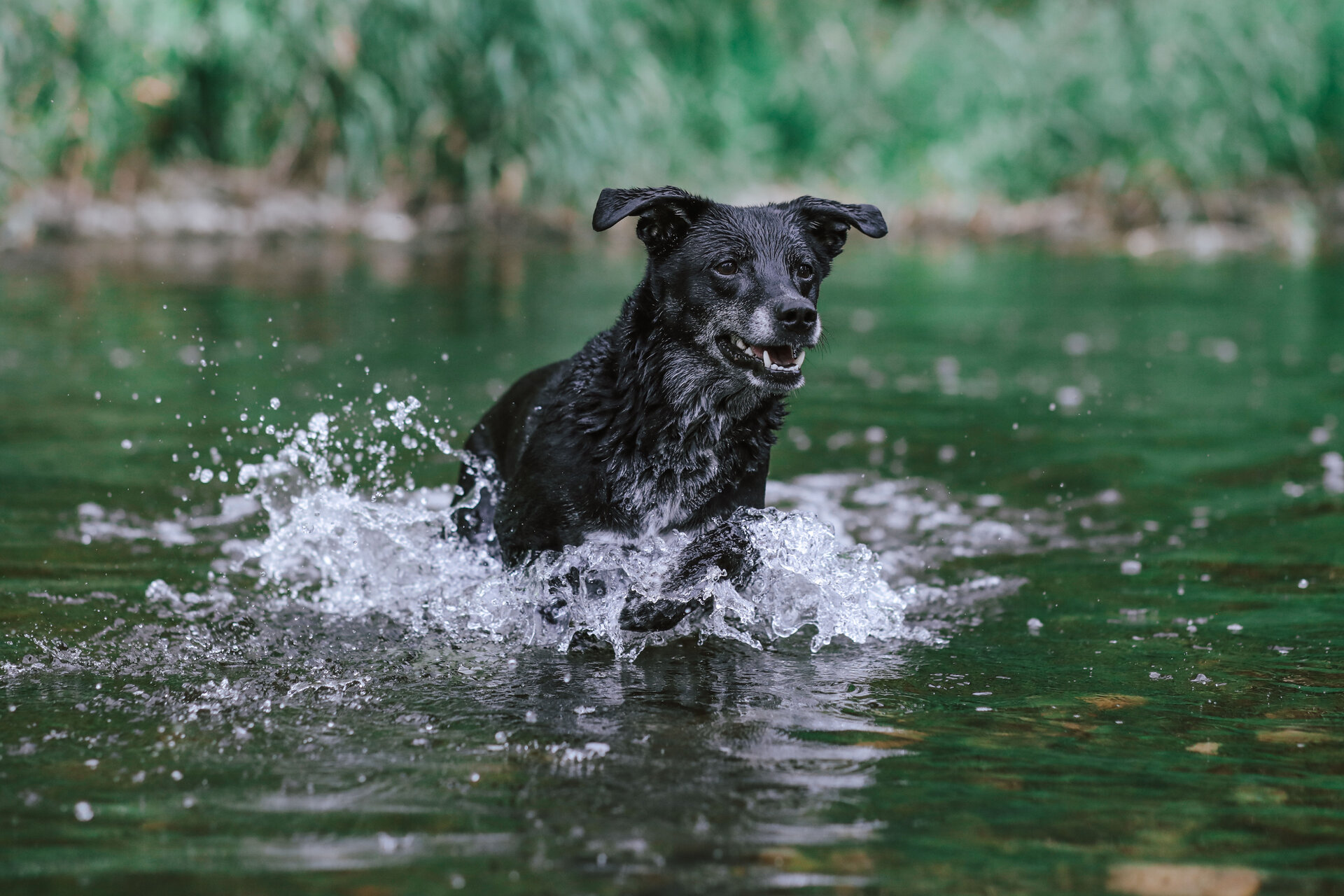 Lassen die Temperaturen es zu, ist Schwimmen und Bewegung im Wasser auch gut für Hundegelenke