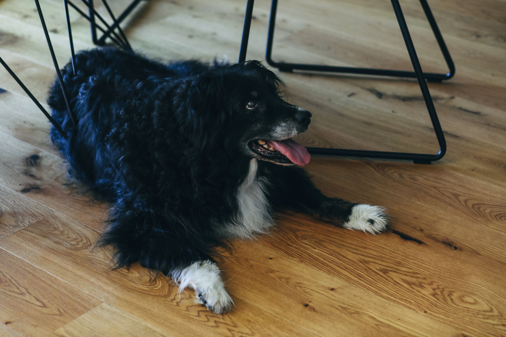 Weniger Lust auf Gassi gehen? Das kann ein Hinweis auf Arthrose sein