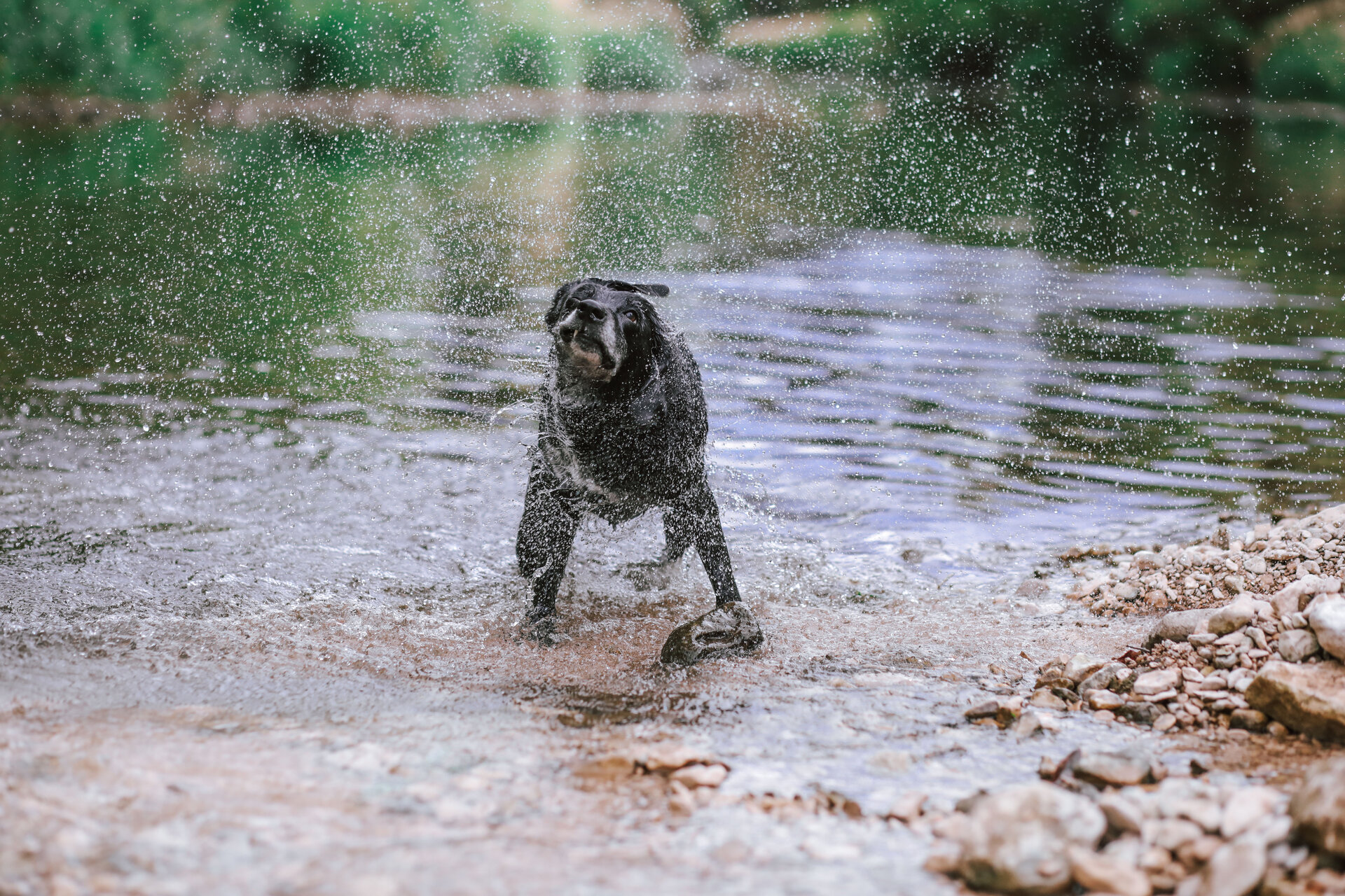 Mit Hundesenioren sollte man lieber mehrmals täglich kurz rausgehen, als zu lange Spaziergänge zu unternehmen