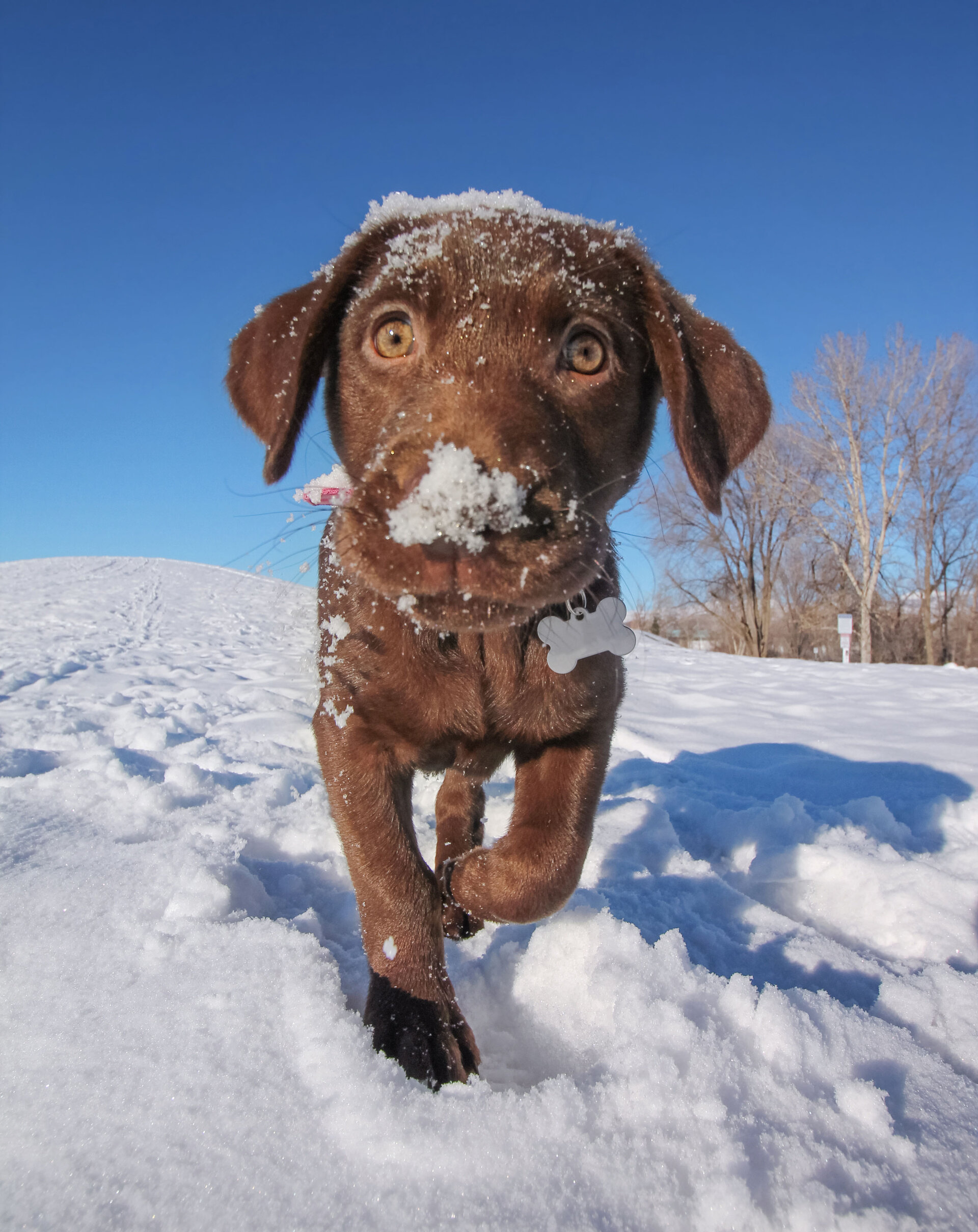 Das Stapfen durch Schnee ist für Hunde anstrengender, als auf befestigten Waldwegen herumzutollen. Vor dem Winterurlaub sollte man seinen Hund deshalb entsprechend trainieren