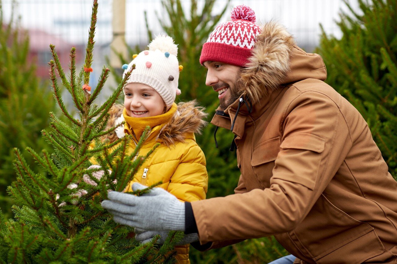 Tanne oder Fichte? Es gibt ein paar Dinge, die Sie beim Kauf Ihres Weihnachtsbaumes beachten sollten | © Shutterstock/Ground Picture