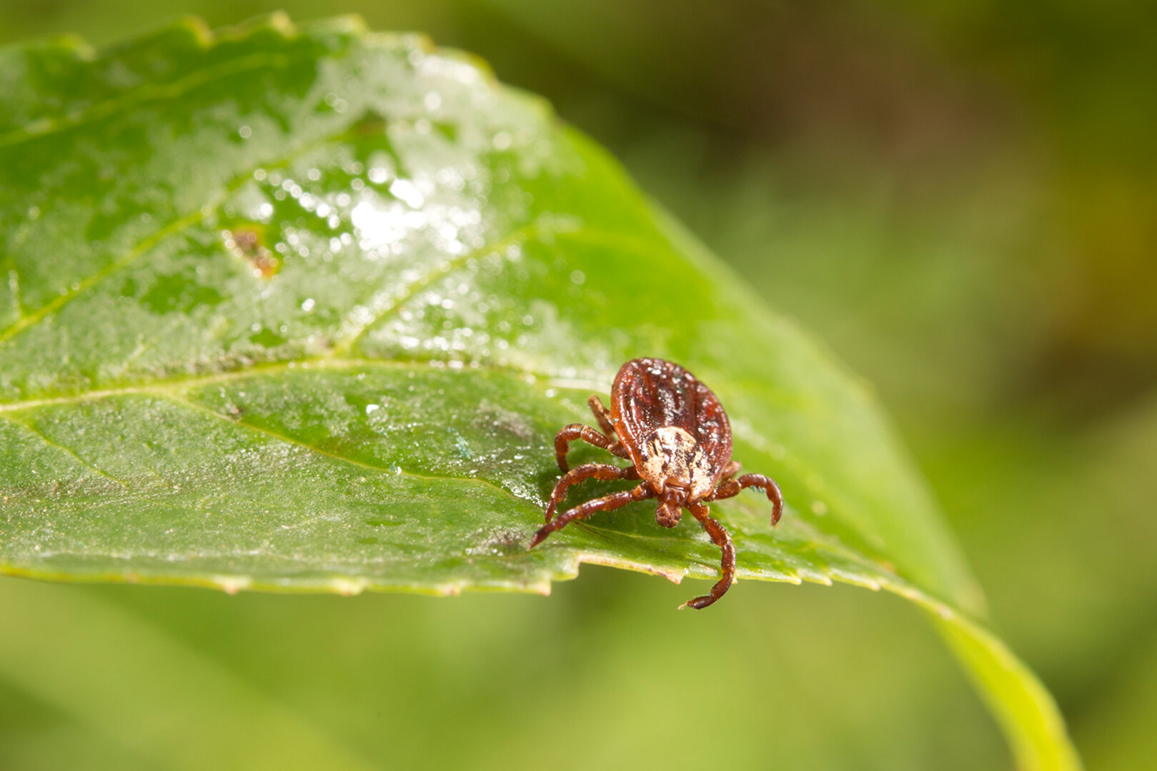 Zeckenalarm im winter | © Pfizer | www.zecken.de