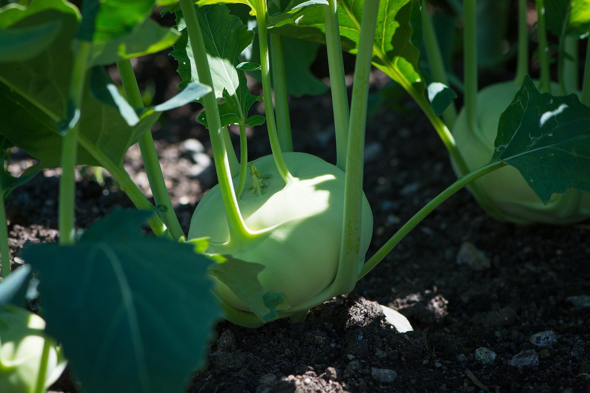 Kohlrabi