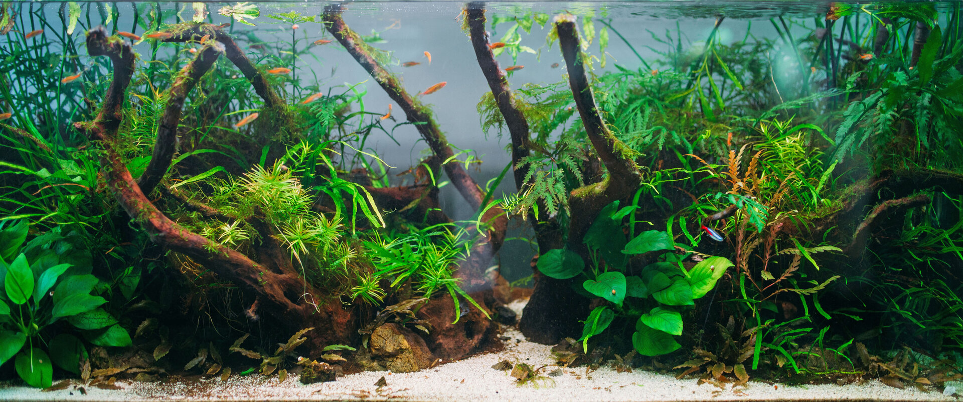 Damit sich Pflanzen und Tiere  im heimischen Aquarium wohlfühlen, gilt es einiges zu beachten - etwa den passenden Standort oder eine ganzjährig ideale Wassertemperatur | © djd/Eheim/Nomad_Soul - stock.adobe.com