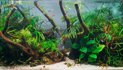 Damit sich Pflanzen und Tiere  im heimischen Aquarium wohlfühlen, gilt es einiges zu beachten - etwa den passenden Standort oder eine ganzjährig ideale Wassertemperatur | © djd/Eheim/Nomad_Soul - stock.adobe.com