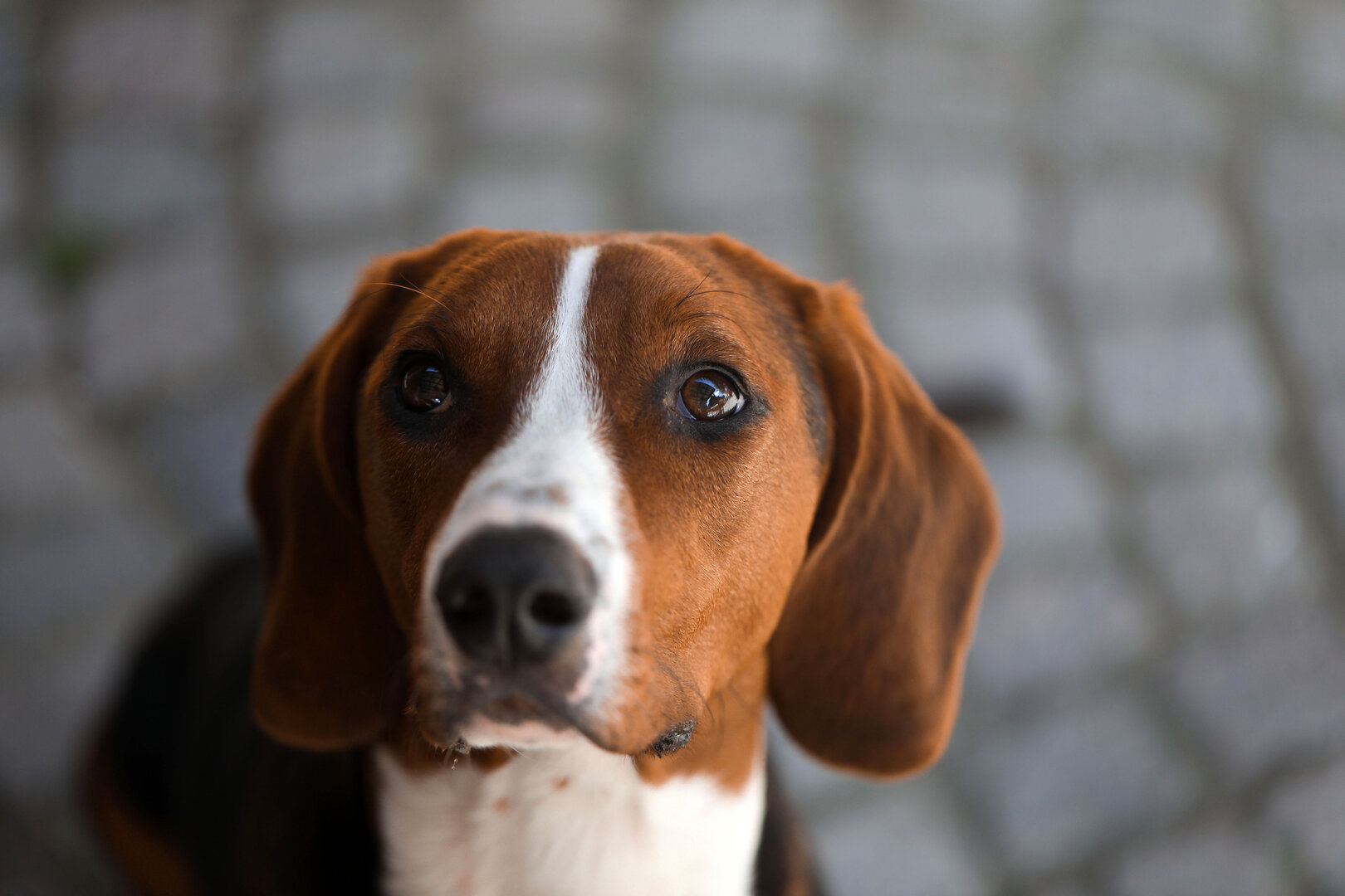 Bewegung an der frischen Luft tut dem Hund gut, aber Verkühlungen sollten vermieden werden | © djd/HeelVet/Jörg MIchaelis
