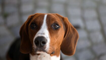 Bewegung an der frischen Luft tut dem Hund gut, aber Verkühlungen sollten vermieden werden | © djd/HeelVet/Jörg MIchaelis