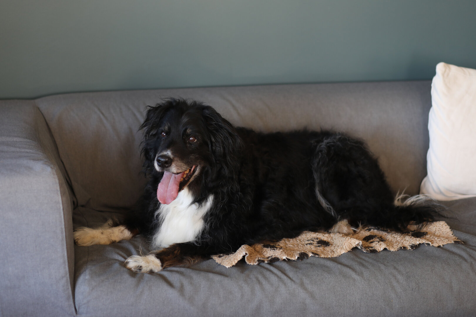 Ältere Hunde brauchen mehr Ruhe, aber zusätzlich auch ausreichend moderate Bewegung | © djd/HeelVet/Lena Strohm