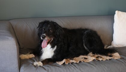 Ältere Hunde brauchen mehr Ruhe, aber zusätzlich auch ausreichend moderate Bewegung | © djd/HeelVet/Lena Strohm