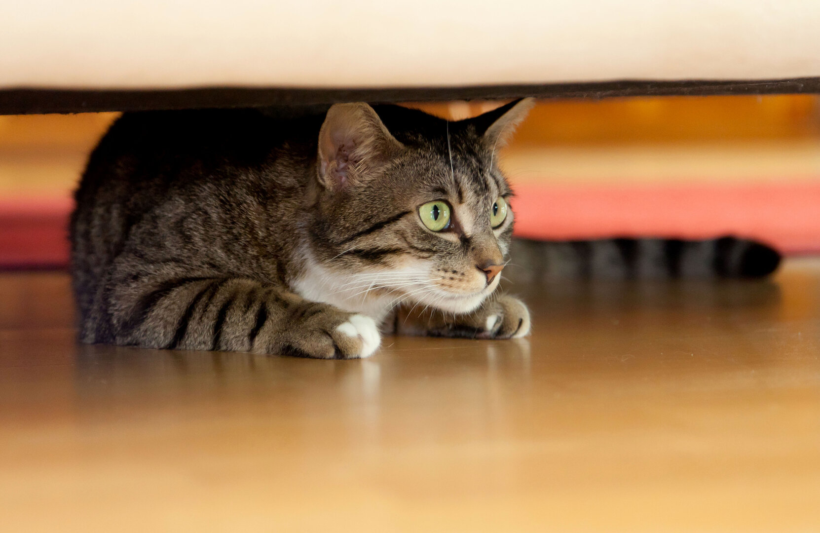  Wenn Katzen sich verkriechen oder verstecken, ist das häufig ein Anzeichen für Stress | © djd/HeelVet/istock/w-ings