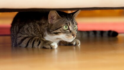  Wenn Katzen sich verkriechen oder verstecken, ist das häufig ein Anzeichen für Stress | © djd/HeelVet/istock/w-ings