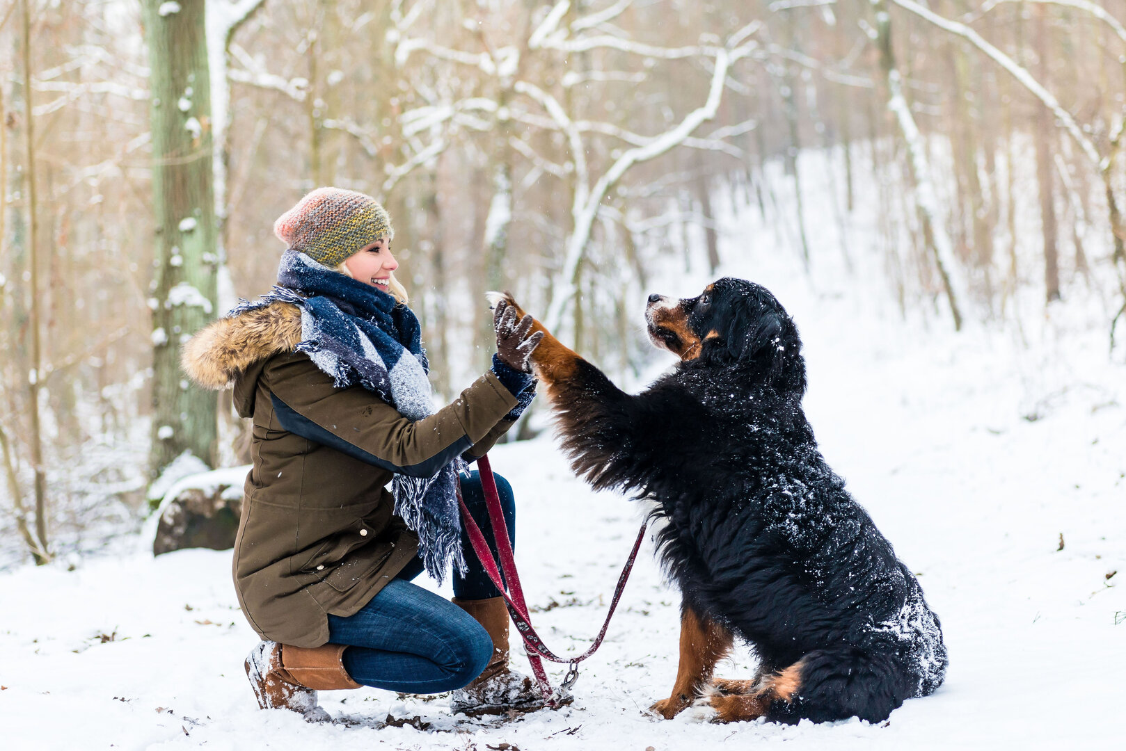 Mit ausreichend Training, etwas Pflege und der richtigen Ausstattung wird auch der Winter mit Hund sportlich | © djd/Agila/Kzenon - stock.adobe.com