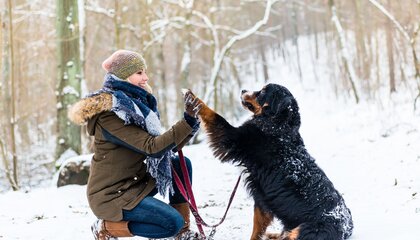Mit ausreichend Training, etwas Pflege und der richtigen Ausstattung wird auch der Winter mit Hund sportlich | © djd/Agila/Kzenon - stock.adobe.com