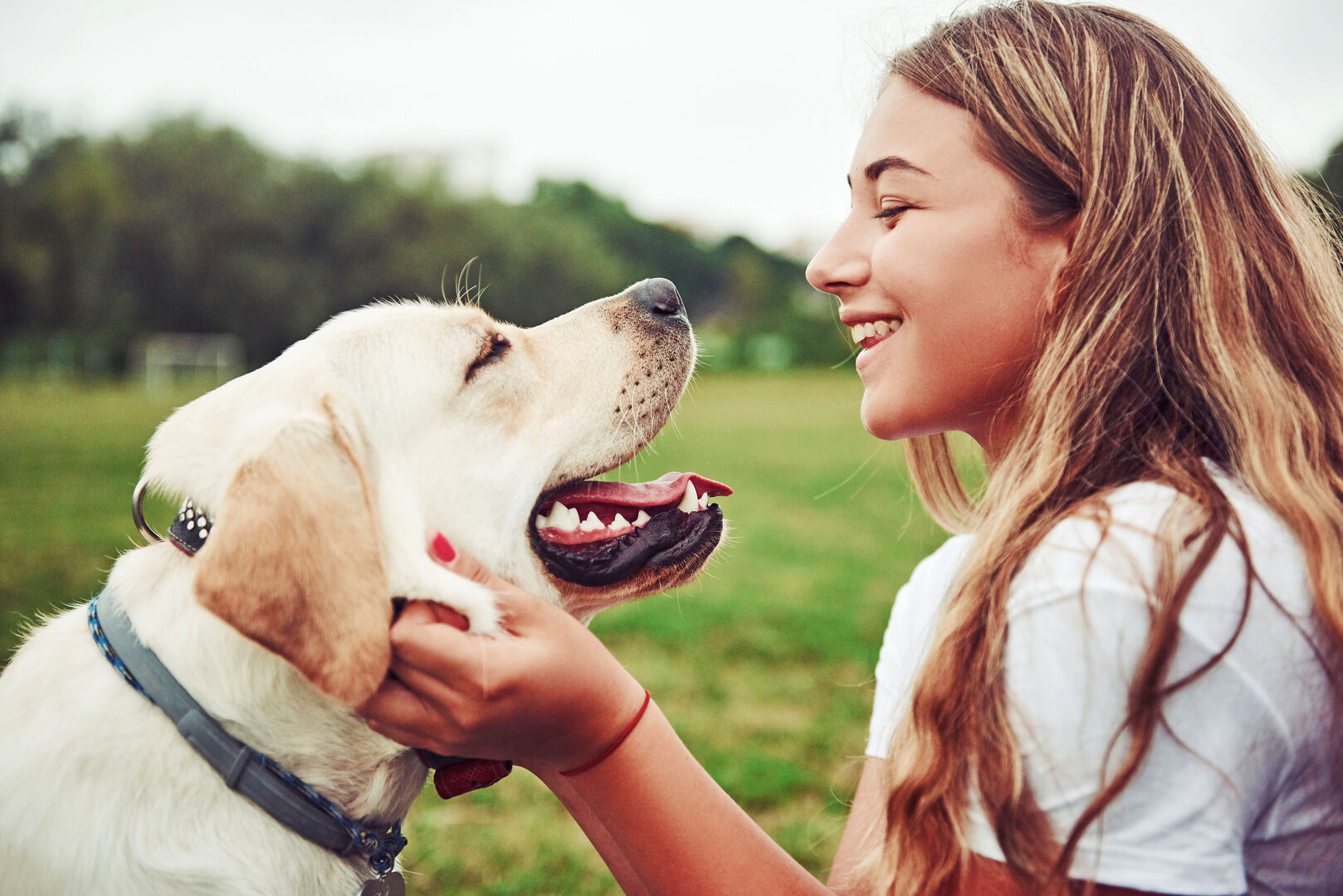 Gerade größere Hunde neigen manchmal zu Verdauungsbeschwerden. Dann kann eine schonende Fütterung das Wohlbefinden wieder herstellen | © djd/www.finnern.de/AdobeStock/standret