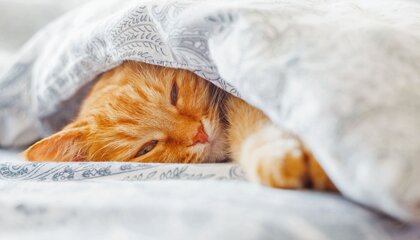 Darf die Katze oder der Hund mit ins Bett? Zwei Drittel der Haustierbesitzer antworten darauf mit einem klaren "Ja" | © djd/www.futterhaus.de/Konstantin Aksenov - stock.adobe.com