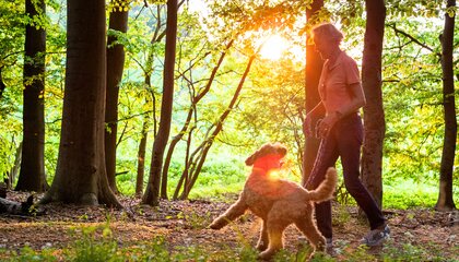Bei Streifzügen durch den Wald könnten in diesem Jahr besonders viele Zecken lauern. Guter Schutz ist deshalb umso wichtiger | © Foto: djd/Formel-Z/Getty Images