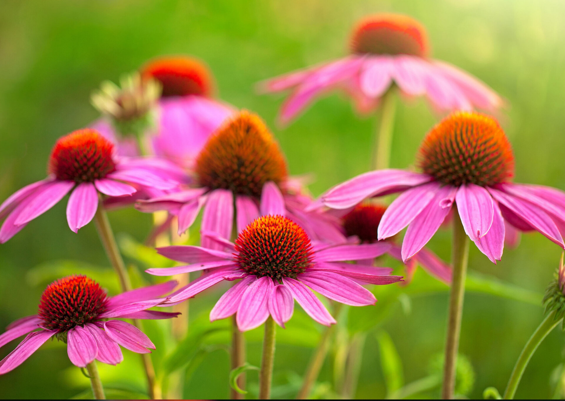 Der rote Sonnenhut Echinacea purpurea ist eine bekannte Pflanze der Ureinwohner Nordamerikas.