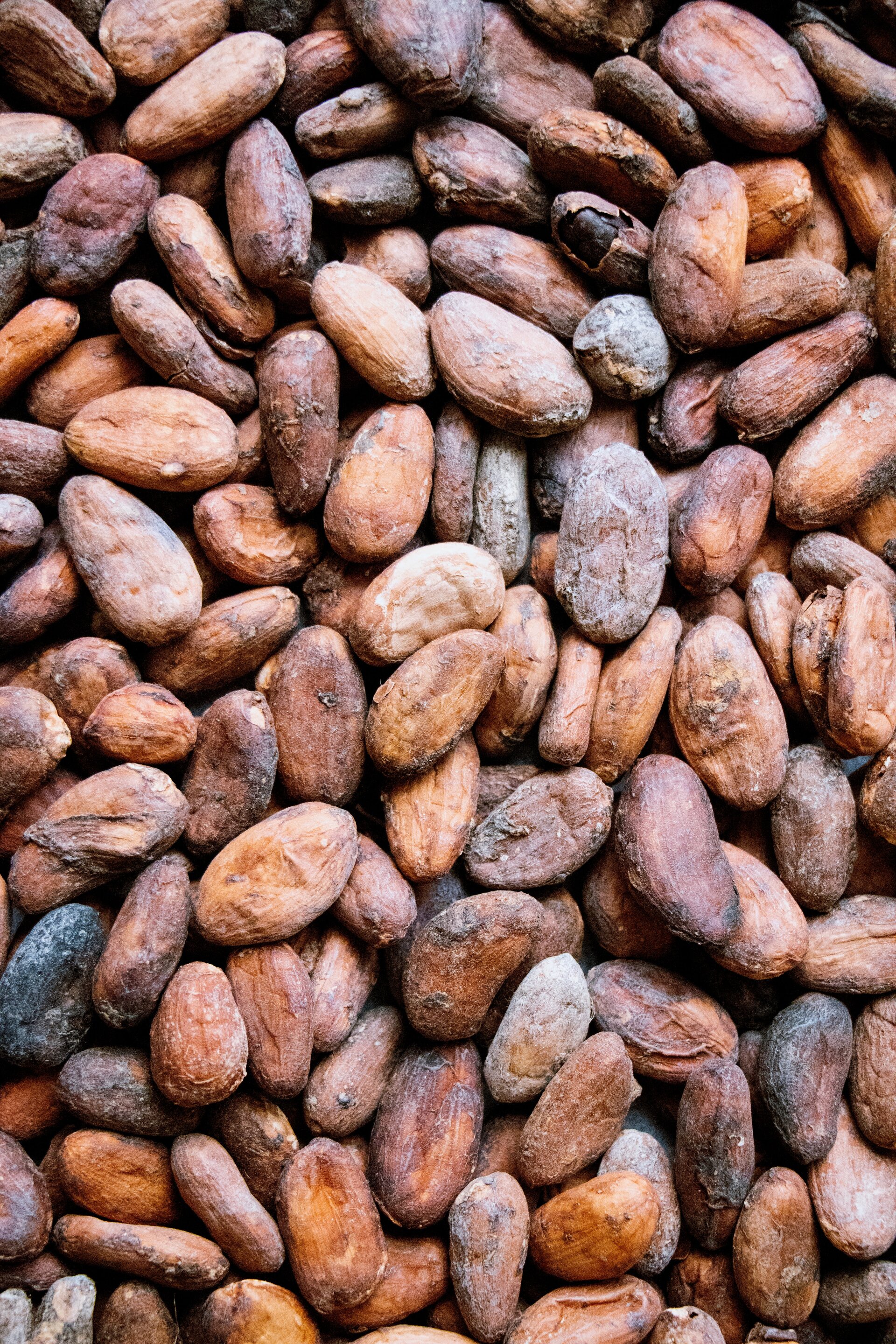 Cacao bean