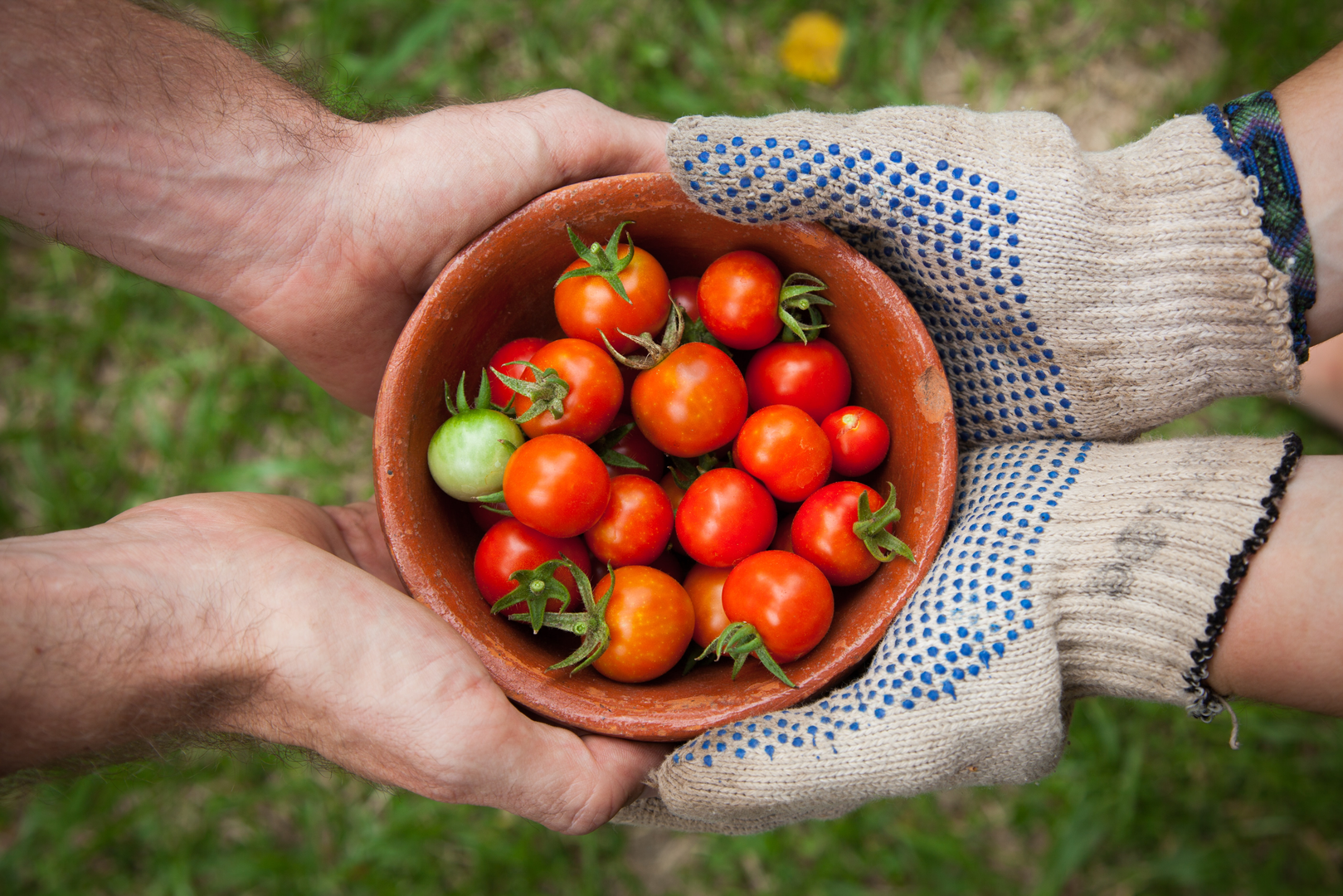 Tomato Garden | © Unsplash / Elaine Casap