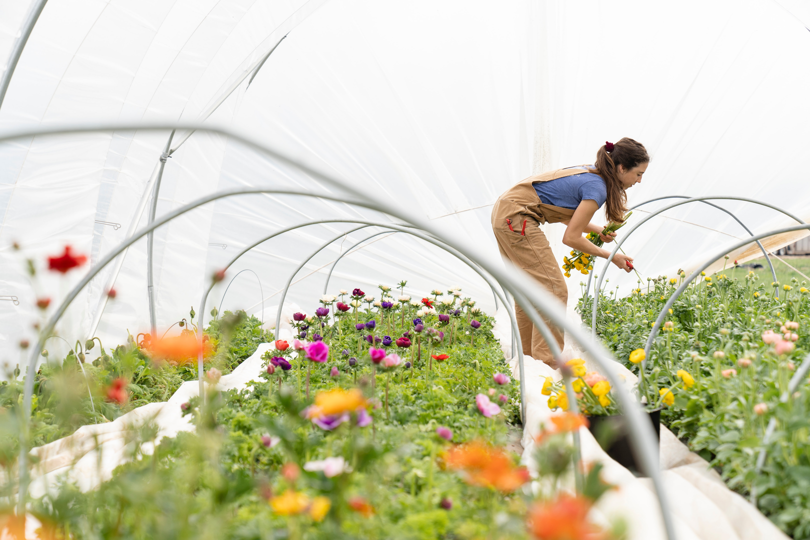 Clara Osbourne, owner and farmer of Pasture Song Farm in Chester County, PA, harvests organic ranunculus for spring bouquets | © Unsplash / Zoe Schaeffer
