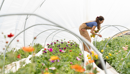 Clara Osbourne, owner and farmer of Pasture Song Farm in Chester County, PA, harvests organic ranunculus for spring bouquets | © Unsplash / Zoe Schaeffer