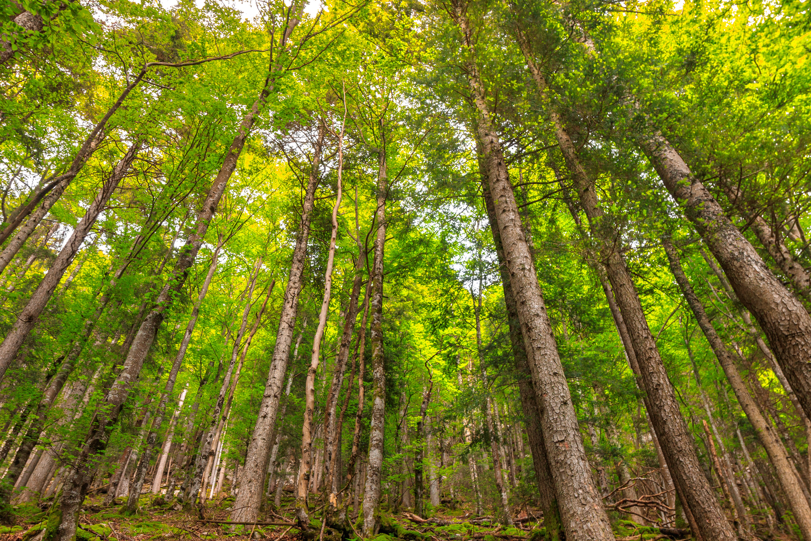 Looking up while hiking! | © Unsplash / Martin Adams