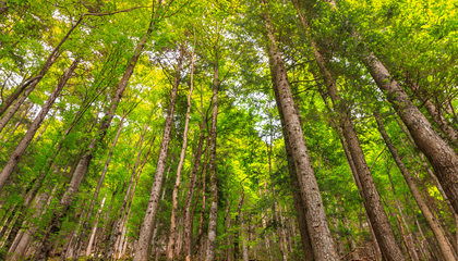 Looking up while hiking! | © Unsplash / Martin Adams