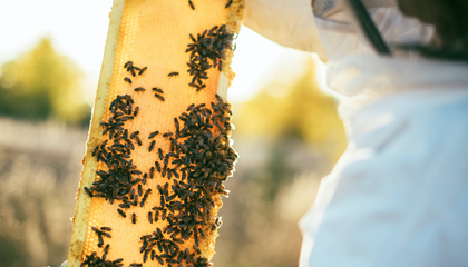 Save the bees with HiveBoxx.  | © Unsplash / HiveBoxx