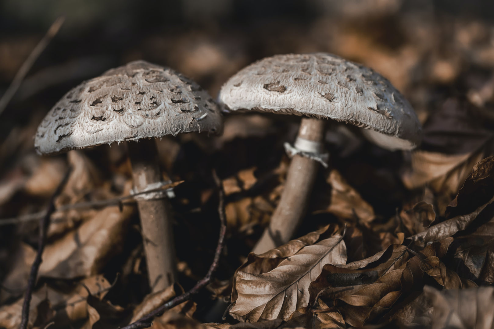 Mushrooms under brown foliage | © Unsplash / Myriam Zilles