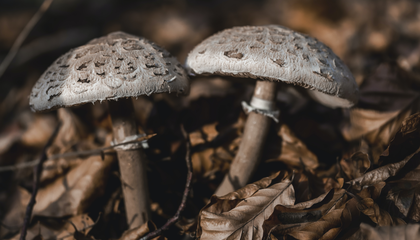 Mushrooms under brown foliage | © Unsplash / Myriam Zilles