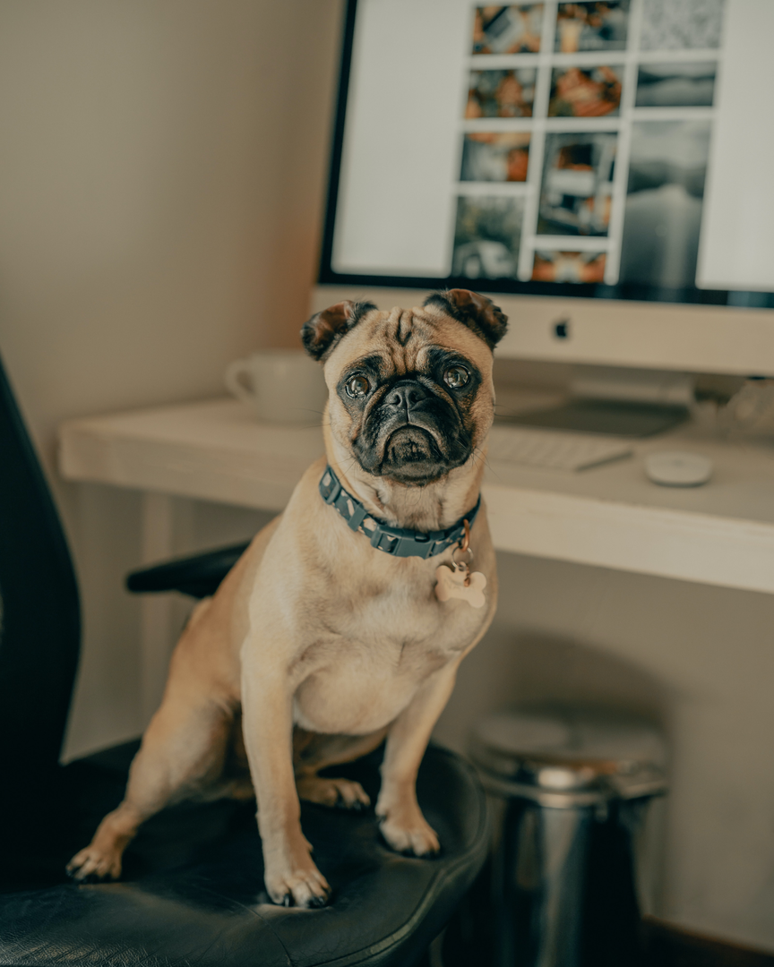 Naya's working from home today 🙂 (IG: @clay.banks) | © Unsplash / Clay Banks