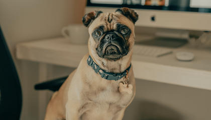 Naya's working from home today 🙂 (IG: @clay.banks) | © Unsplash / Clay Banks