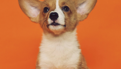 © Unsplash / Alvan Nee