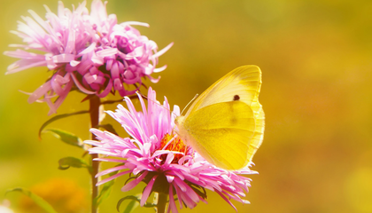Bielinek rzepnik na kwiatku | © Unsplash / Krzysztof  Niewolny