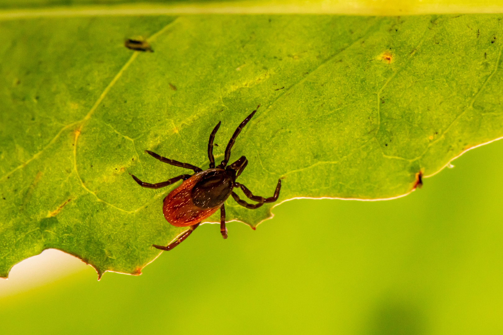 Deer tick (Ixodes scapularis) | © Unsplash / Erik Karits