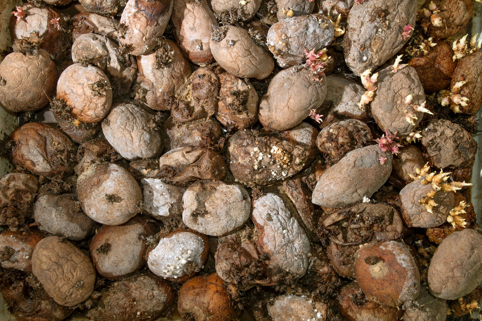 Pile of rotting potatoes waste. Heap of rotten potatoes cornered. Composting concept | © Unsplash / Kostiantyn Li