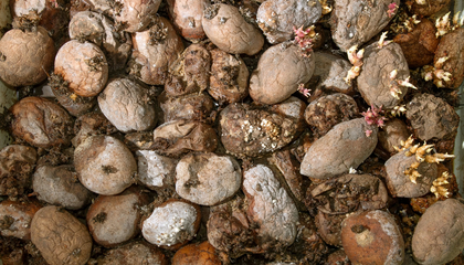 Pile of rotting potatoes waste. Heap of rotten potatoes cornered. Composting concept | © Unsplash / Kostiantyn Li