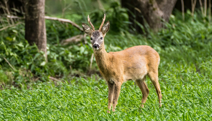 © Unsplash / Julian Hanslmaier