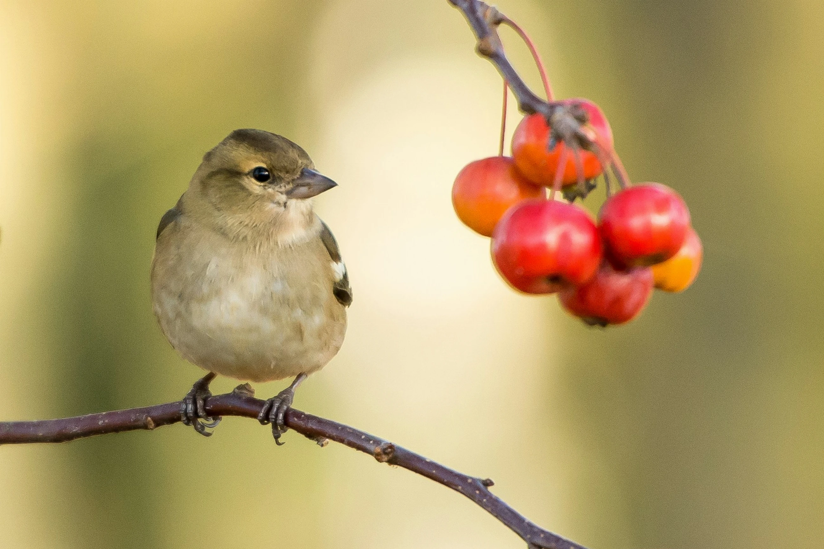 Bird looking at tasty berries | © Unsplash / Vincent van Zalinge