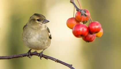 Bird looking at tasty berries | © Unsplash / Vincent van Zalinge