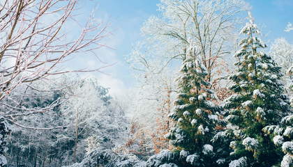 Snow trees on trail | © Unsplash / Ian Schneider