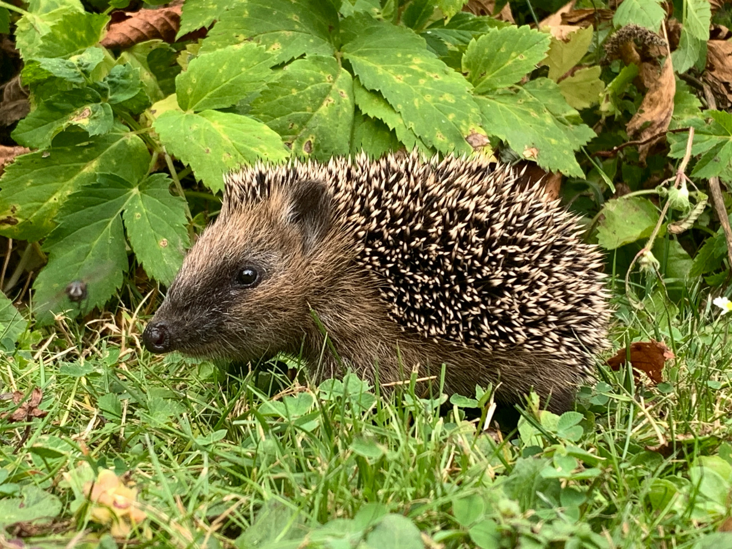 Igel entdeckt unseren Garten | © Unsplash / Rainer Bleek
