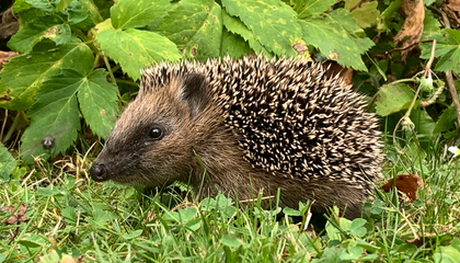 Igel entdeckt unseren Garten | © Unsplash / Rainer Bleek